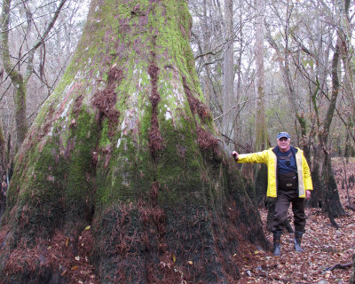 Bob and the cypress trunk