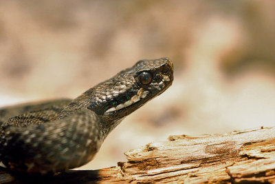 reptiles__anphibians