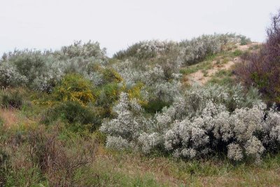 Ginestra bianca
