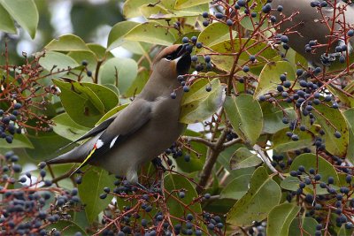 Beccofrusone (Bombycilla garrulus)