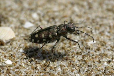 Cicindella (Calomera littoralis nemoralis)