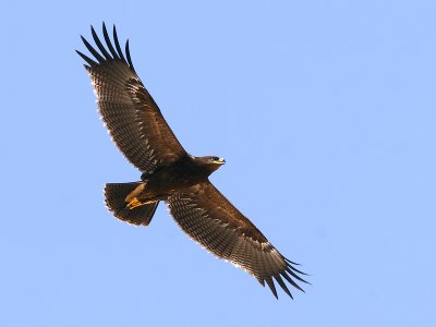 Aquila anatraia minore (Aquila pomarina)