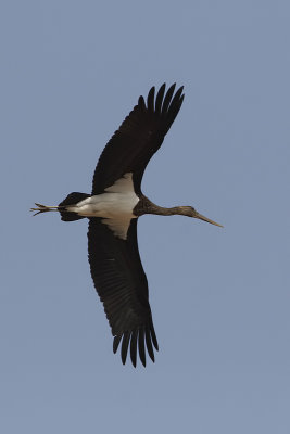 Cicogna nera (Ciconia nigra)