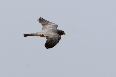 Falco unicolore (Falco concolor)