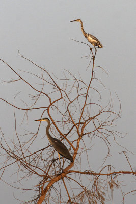 Egretta schistacea (Egretta gularis) & Airone cenerino (Ardea cinerea)