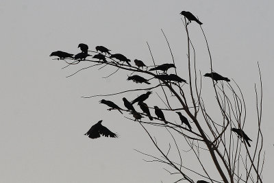 Corvo delle case (Corvus splendes)