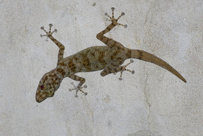 Ptyodactylus hasselquisti?