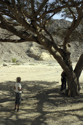 L'albero pi vecchio del Sinai?