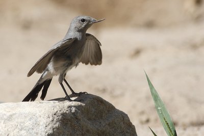 Codinero (Cercomela melanura)