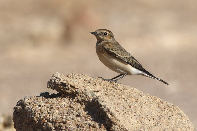 Monachella (Oenanthe hispanica)