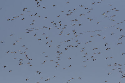 Cicogne (Ciconia coconia) & Gru (Grus grus)