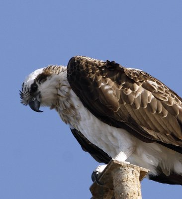 Falco pescatore (Pandion haliaetus)