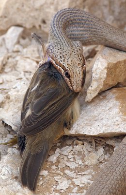 Psammophis schokari (Schokari Sand Racer)