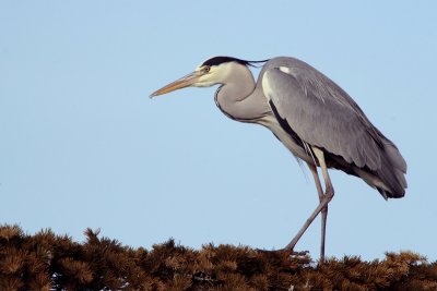 Airone cenerino (Ardea cinerea)