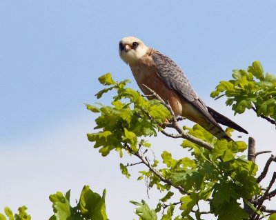 Falco cuculo (Falco vespertinus)