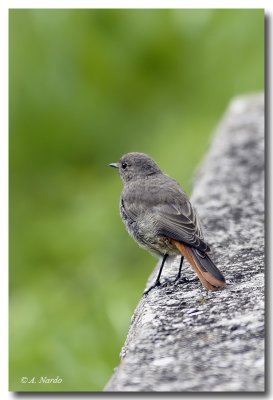 Codirosso spazzacamino (Phoenicurus ochruros)