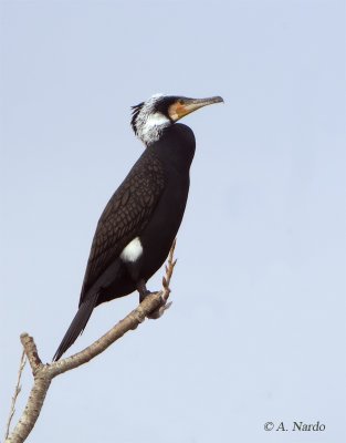 Cormorano (Phalacrocorax carbo)