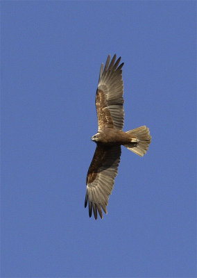 Falco di palude (Circus aeruginosus)