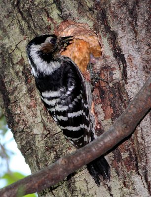 Picchio rosso minore (Dendrocopos minor)
