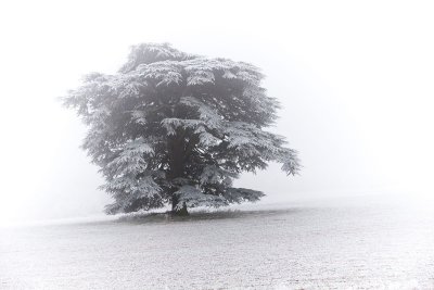 White Tree 2