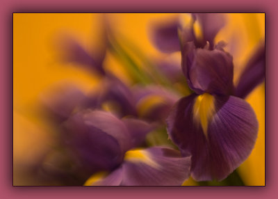 Lensbaby  irises