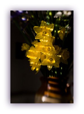 Lensbaby Daffodils