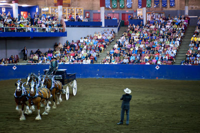 Horses Performance