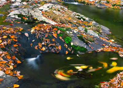 Swirling leaves