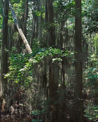 Swamps of Seashore State Park