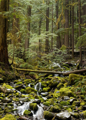 Stream Thru Sol Duc