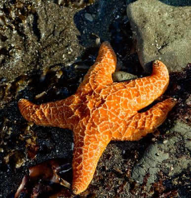 Starfish at low tide