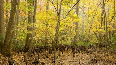 Fall Color in Seashore State Park