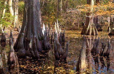 Among the Cypress