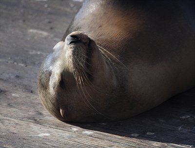 Sunbathing