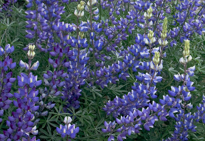 Lupine in bloom