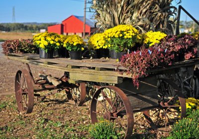 Flower wagon