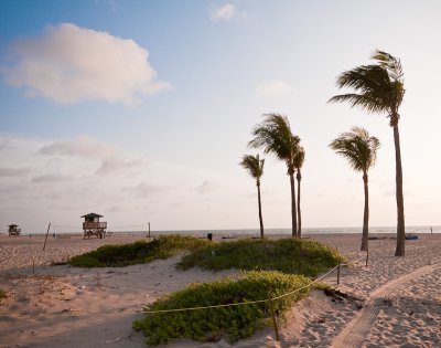 Seaside greenery