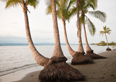 Palms at Dusk