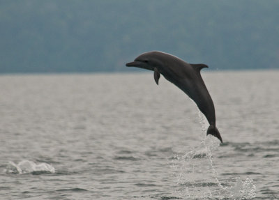 Spotted Dolphin Leaping