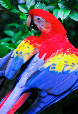 Scarlet Macaw 2