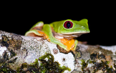 Red-eyed Tree Frog