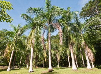 Palms in the Sun