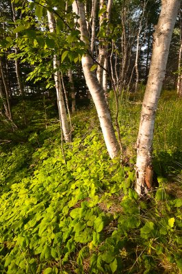 Birches in the Sun