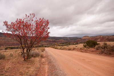 Fall Leaves and Dirt Road