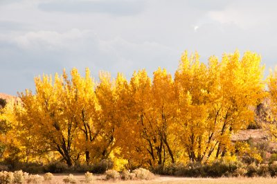 Sun-drenched Cottonwoods