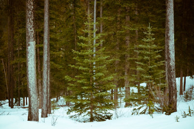Banff Woodland