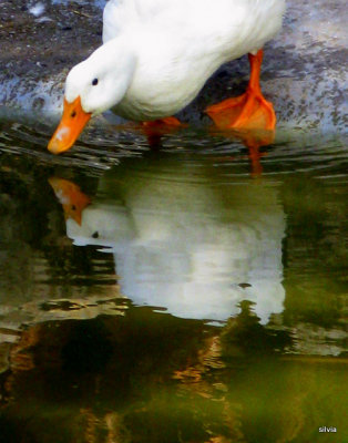 espejito espejito ,quien es el pato mas lindo ...