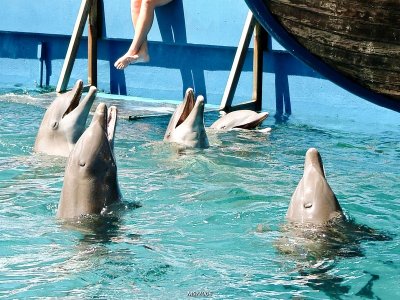 Miami Seaquarium