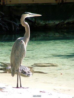 Miami Seaquarium