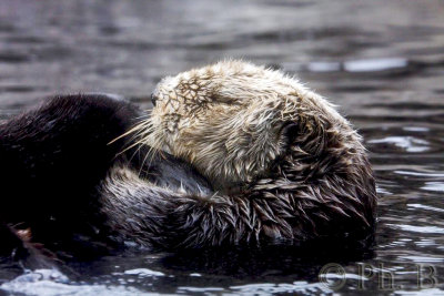 sea otter (loutre de mer)